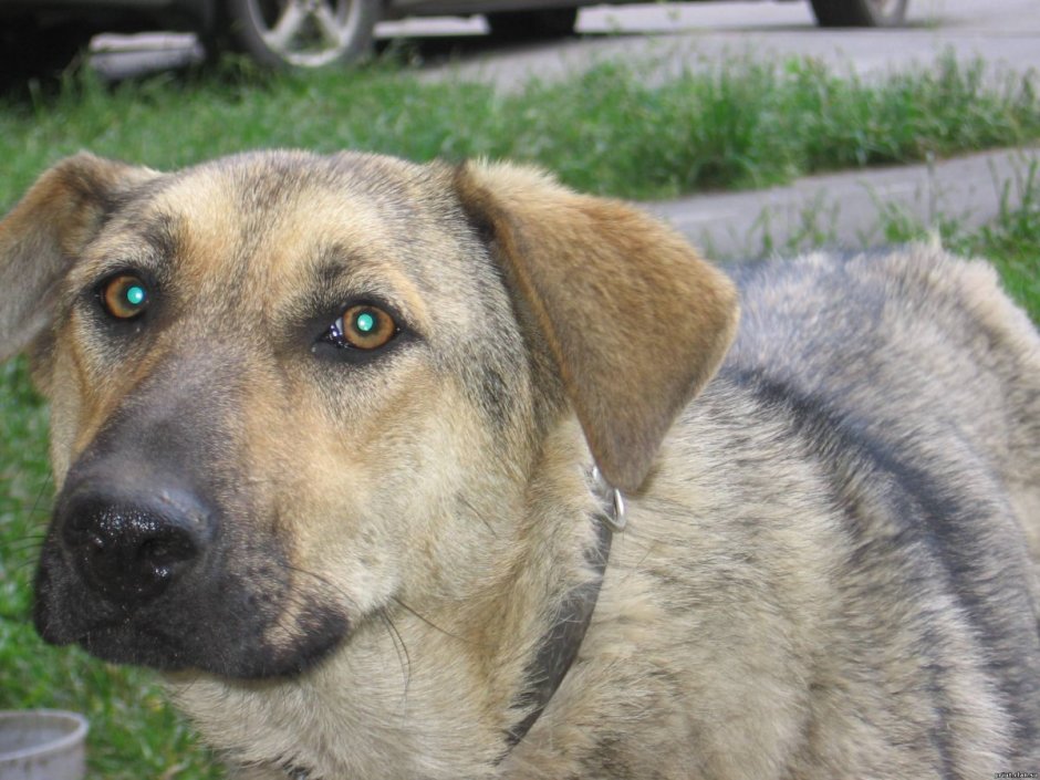 Овчарка с висячими ушами