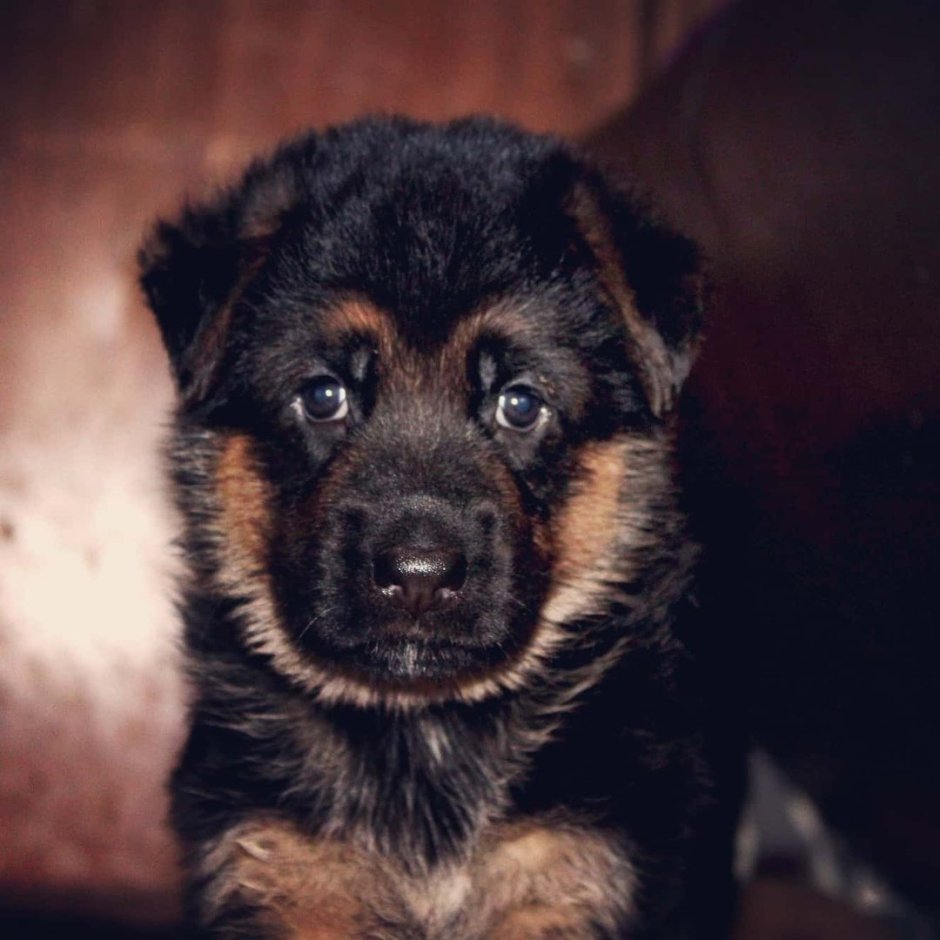 Морда собаки немецкая овчарка