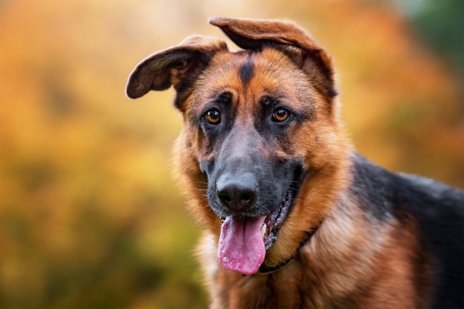 Бельгийская овчарка