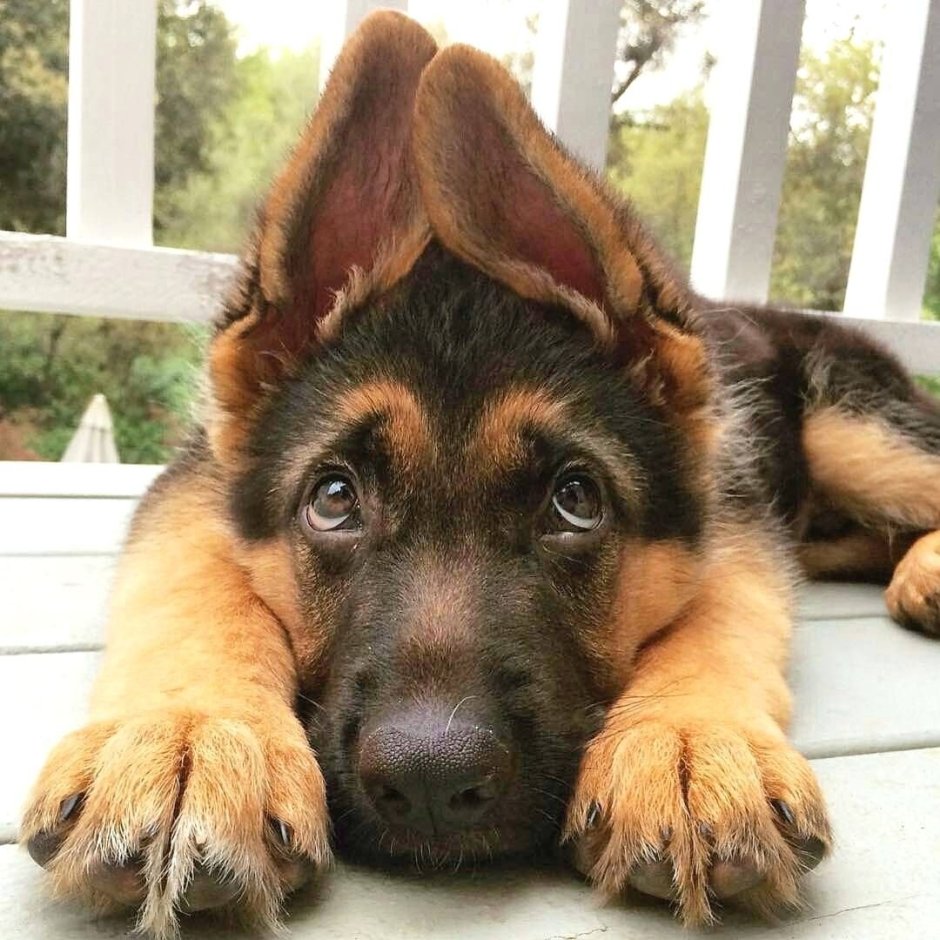 Порода Малховер