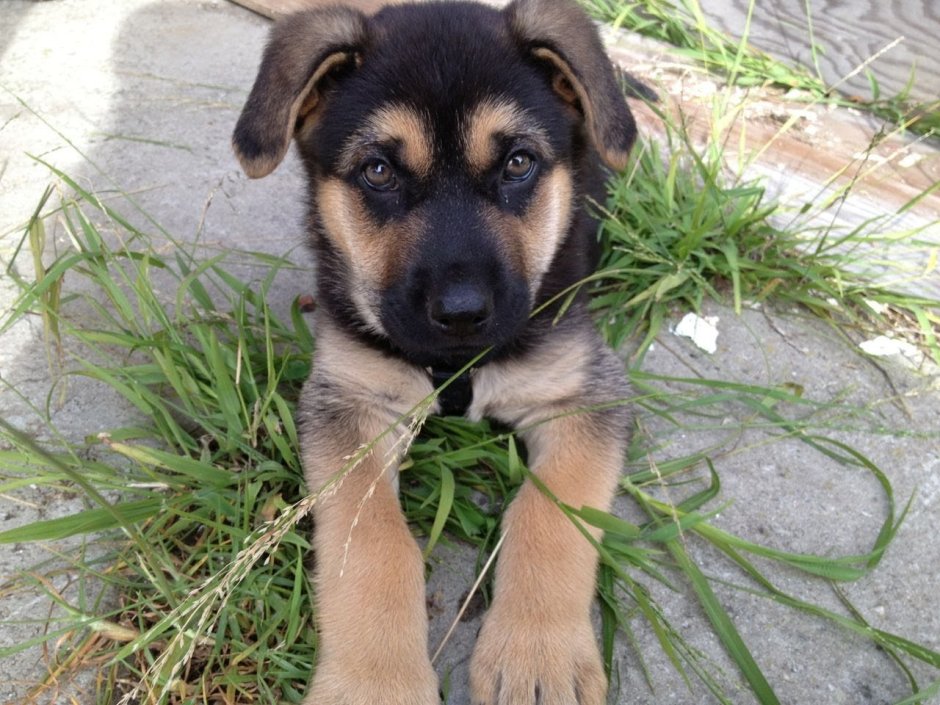 Пропала длинношерстная немецкая овчарка