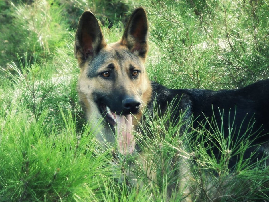 Бассет хаунд