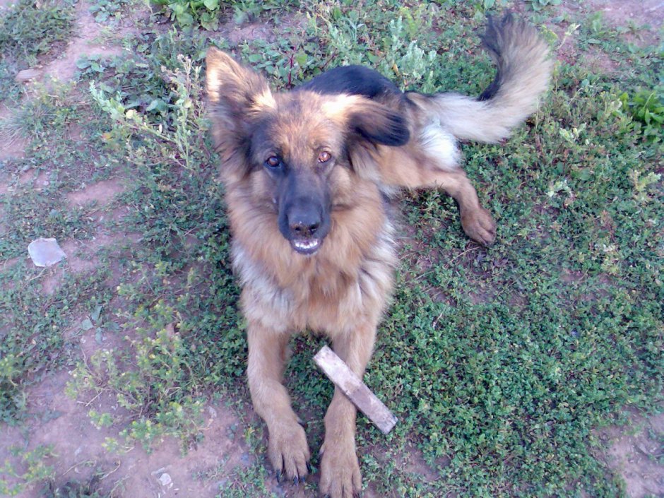 Обои на телефон военные с собакой