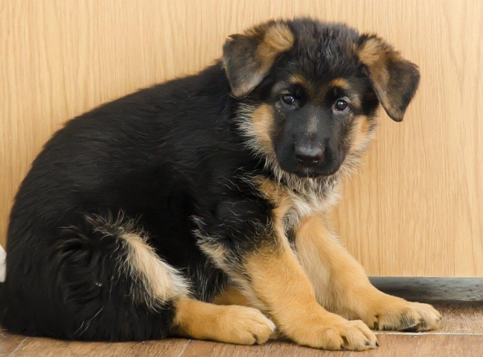 Овчарка Дейк