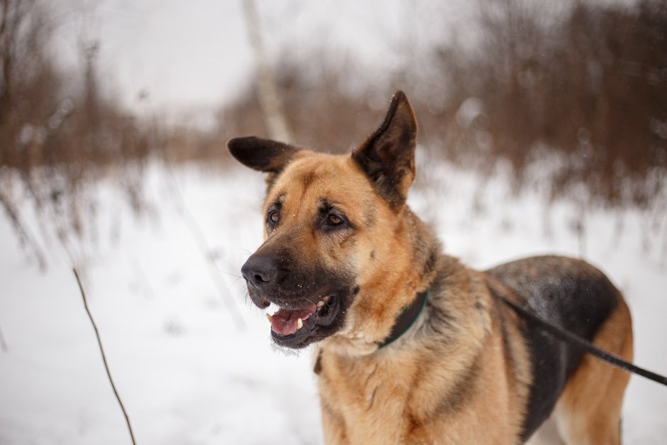 Овчарка лайф