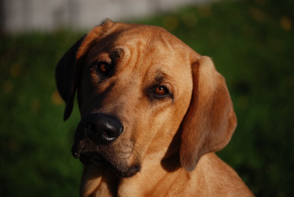 Королевский Кинг Чарльз спаниель