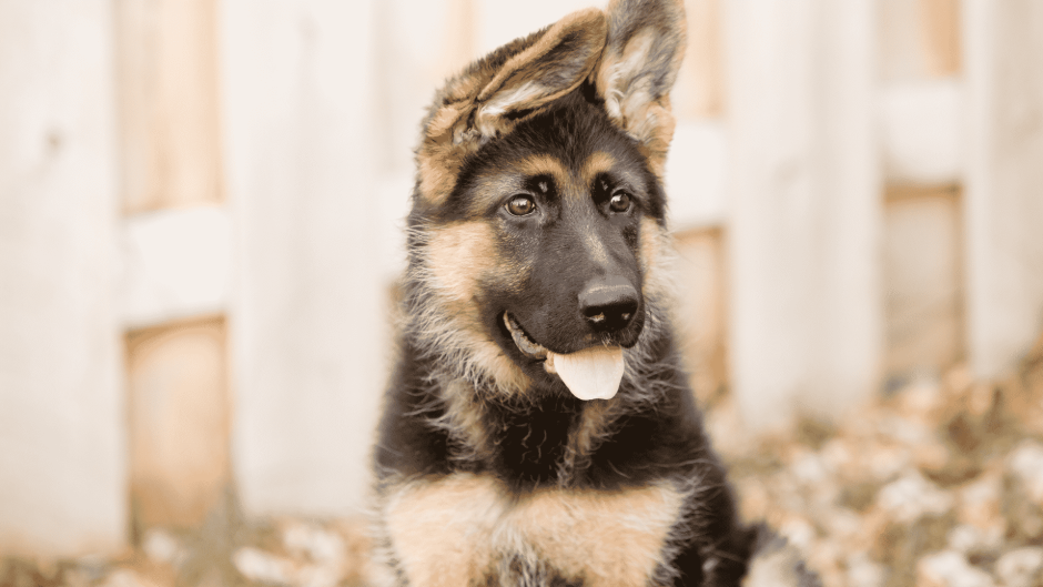 Щенки овчарки ушки