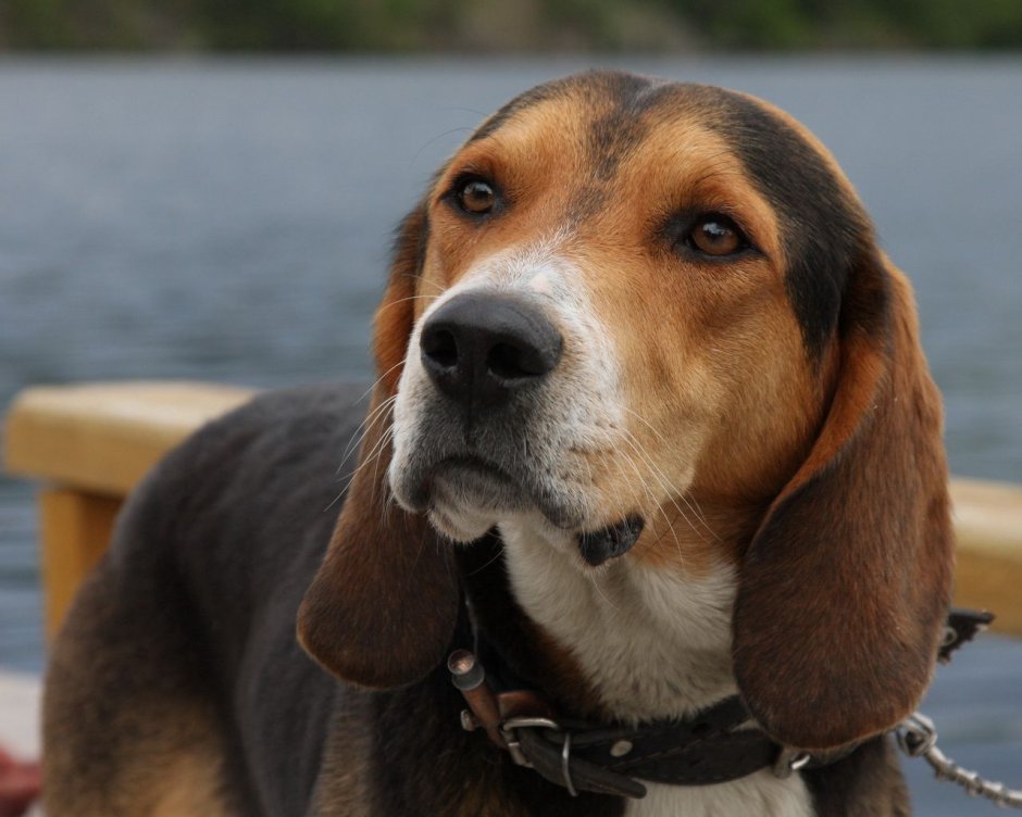 Немецкая овчарка Макс