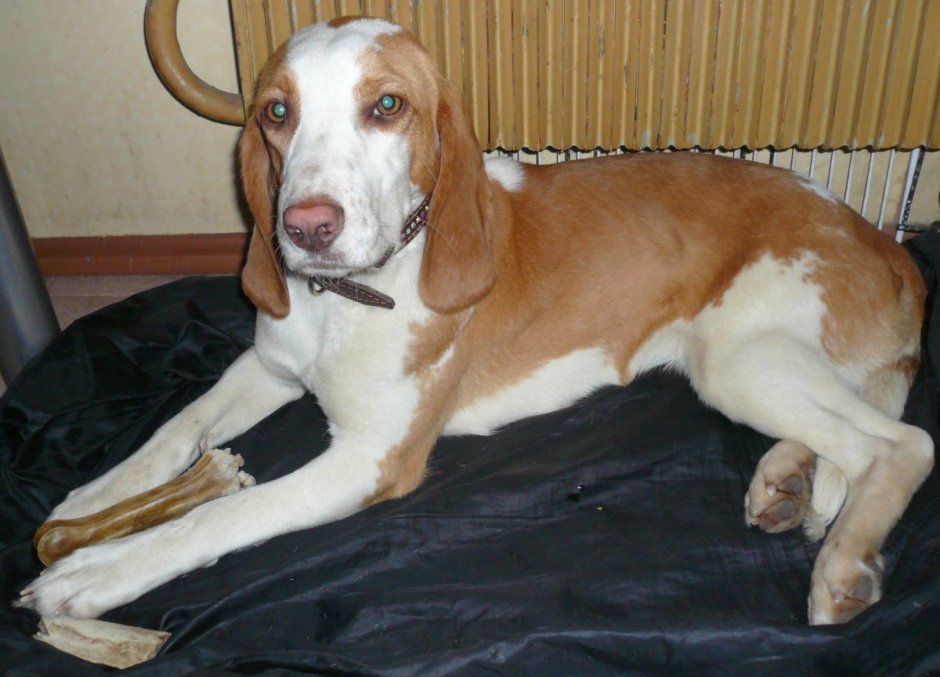 Смесь немецкой овчарки и лабрадора