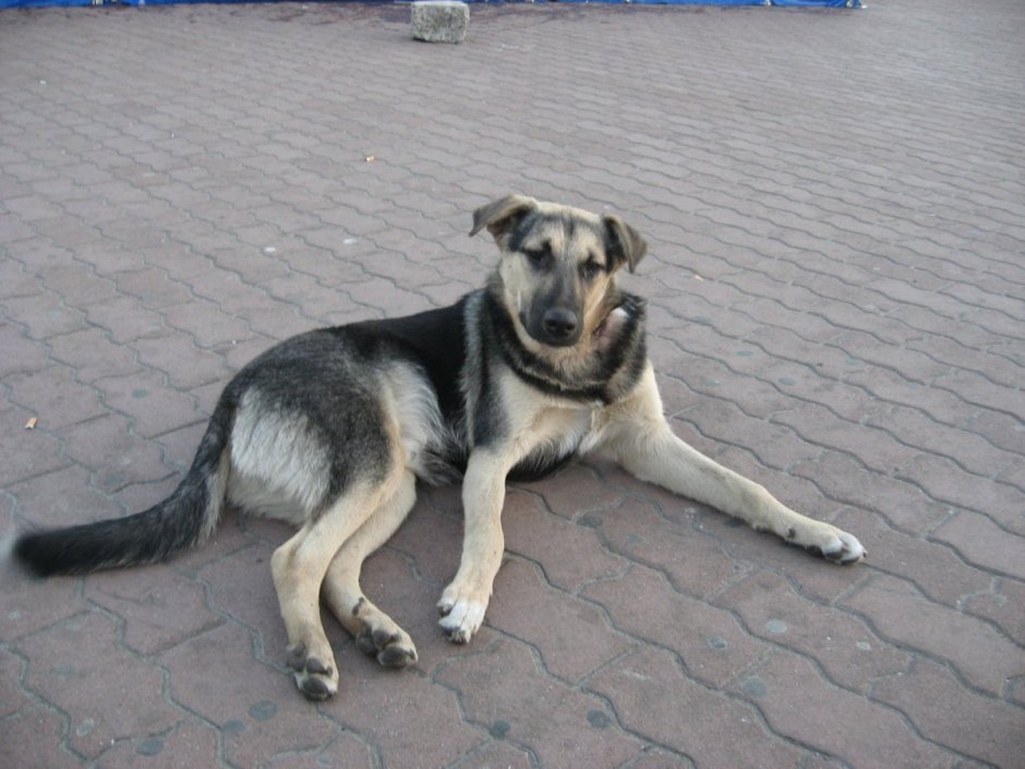 Доберман некупированный