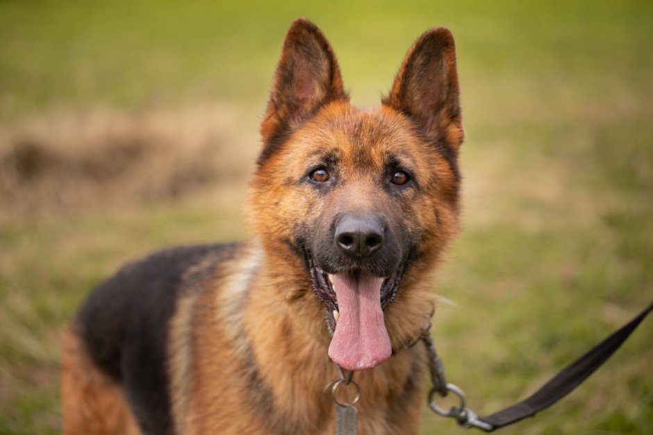 Лопоухая немецкая овчарка