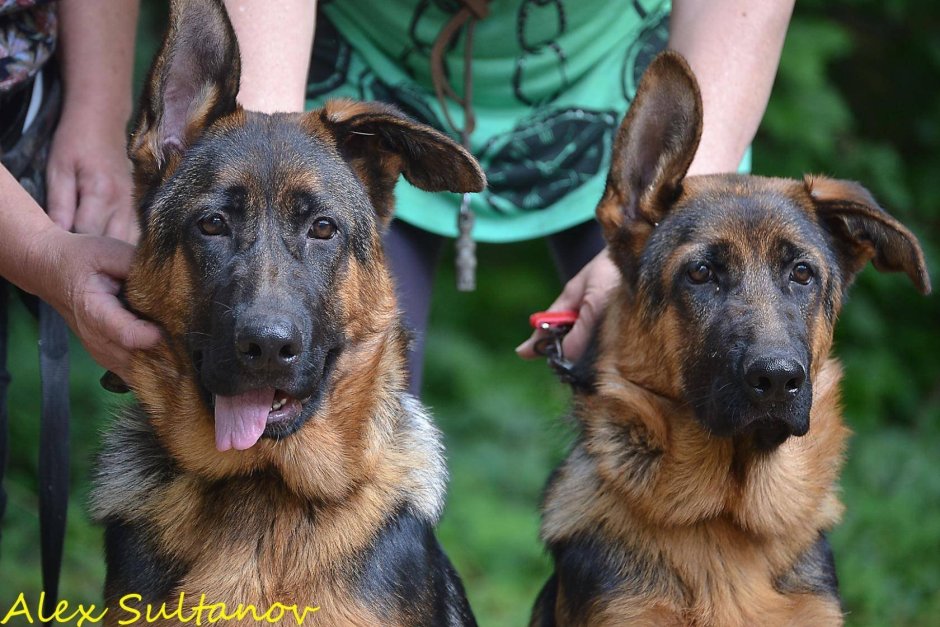 Немецкая овчарка вислоухая