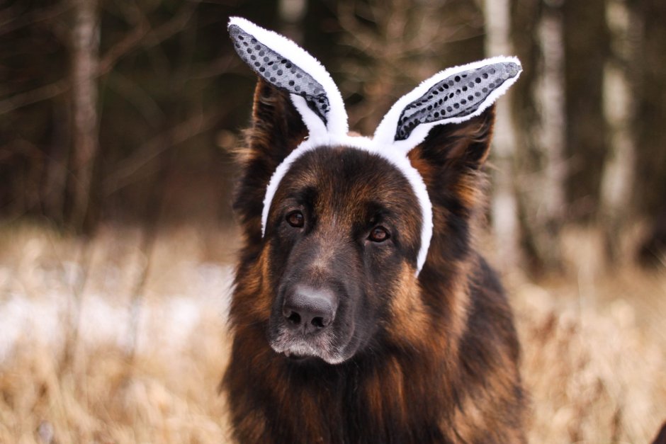 Чистокровный Бигль