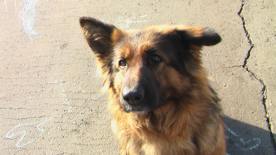 Немецкая овчарка с висячими ушами