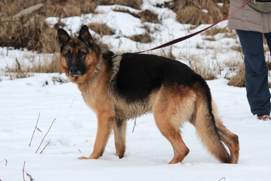 Бретонский Бассет хаунд