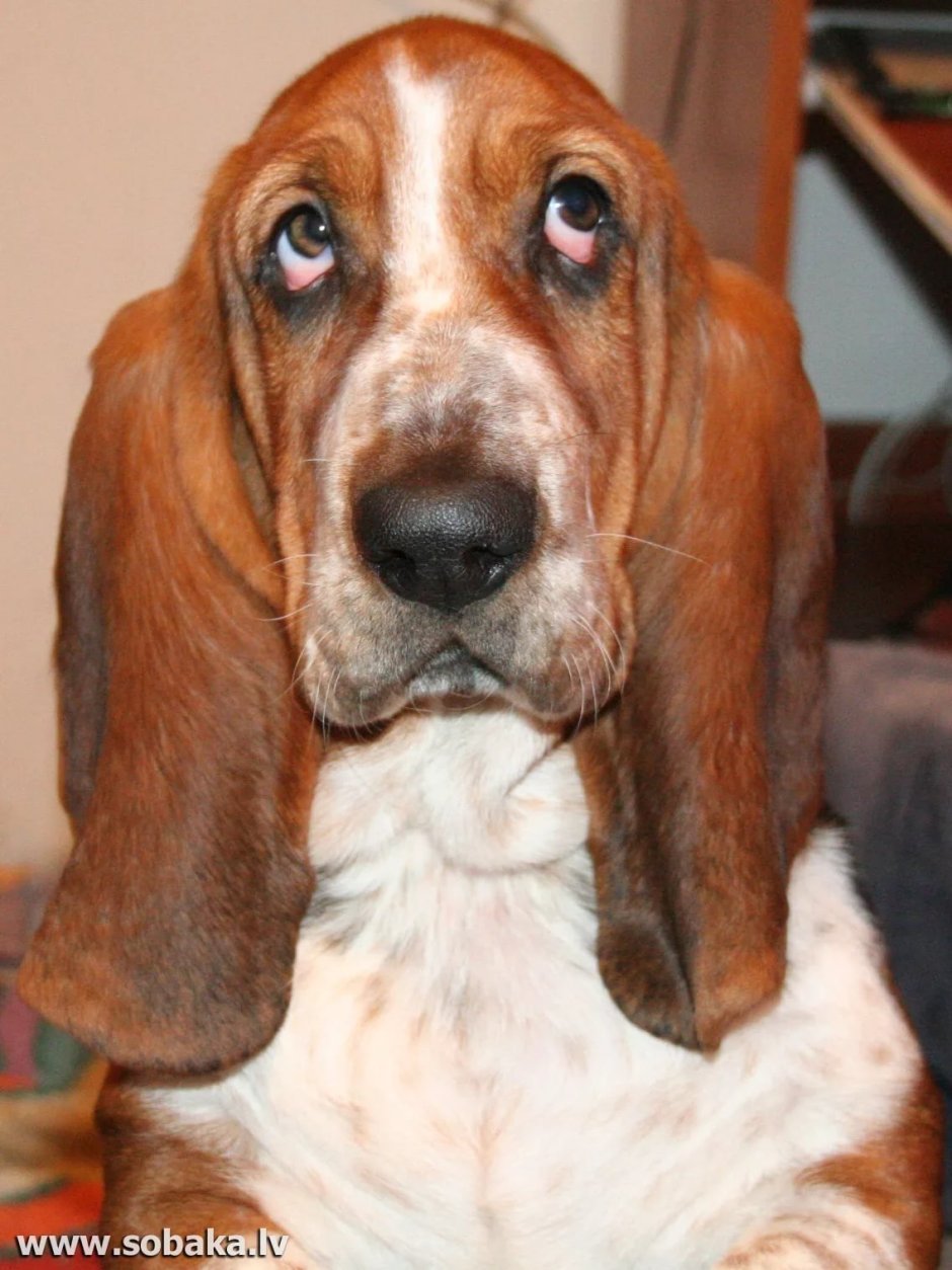 Бигль гончая