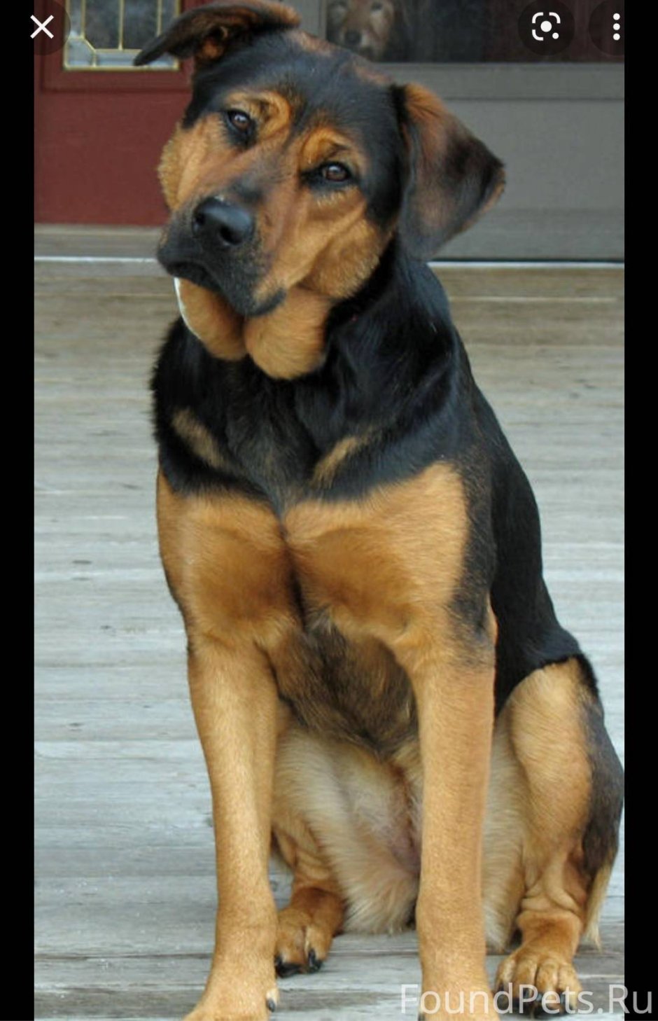 Немецкая овчарка новый год