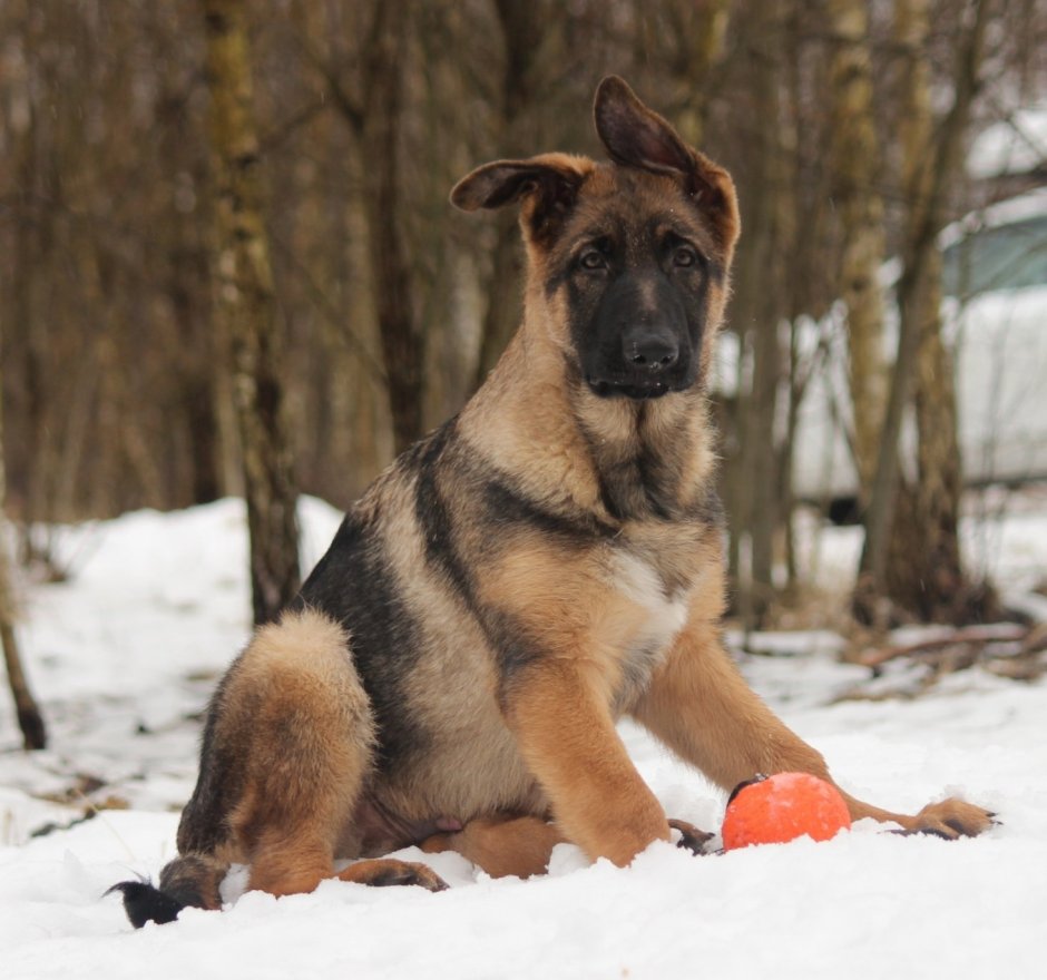 Немецкая овчарка зима