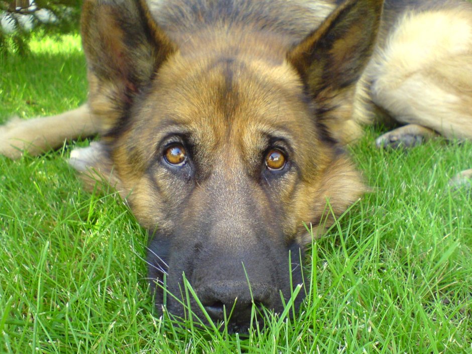 Кавалер Кинг Чарльз спаниель маленький