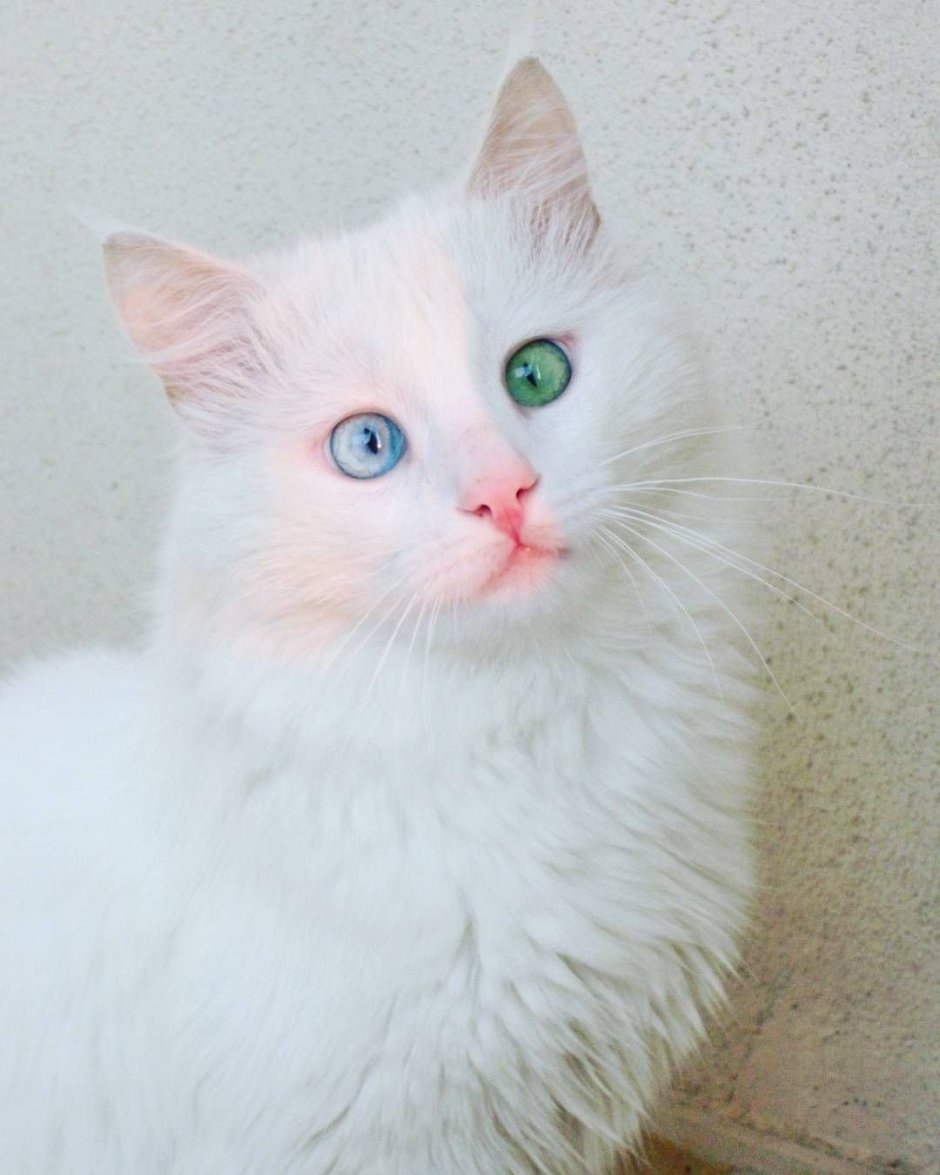Кошка породы турецкий Ван плавает