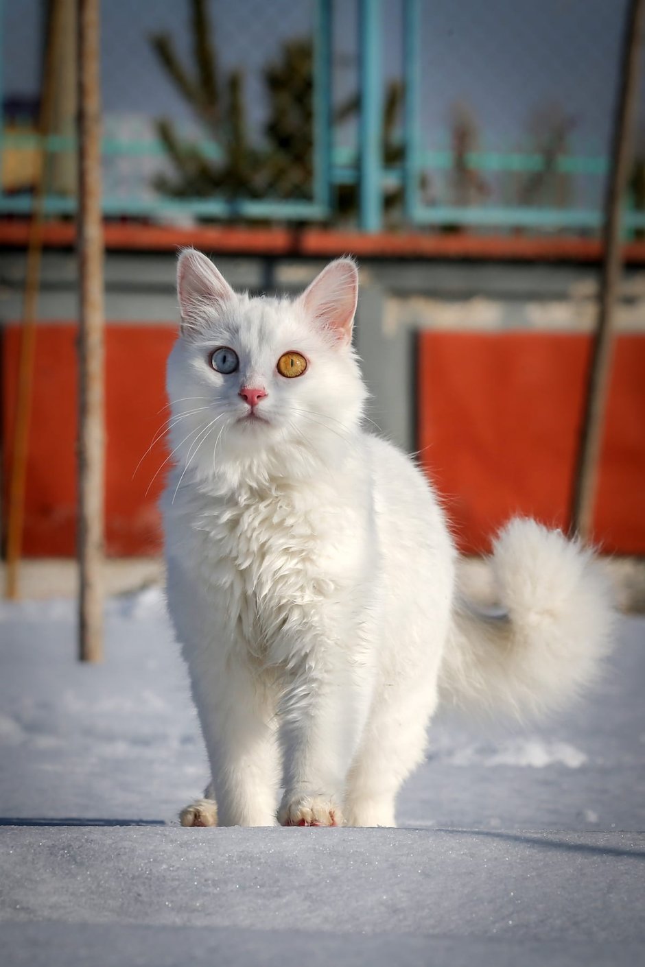 Дворовый кот похожий на турецкого вана