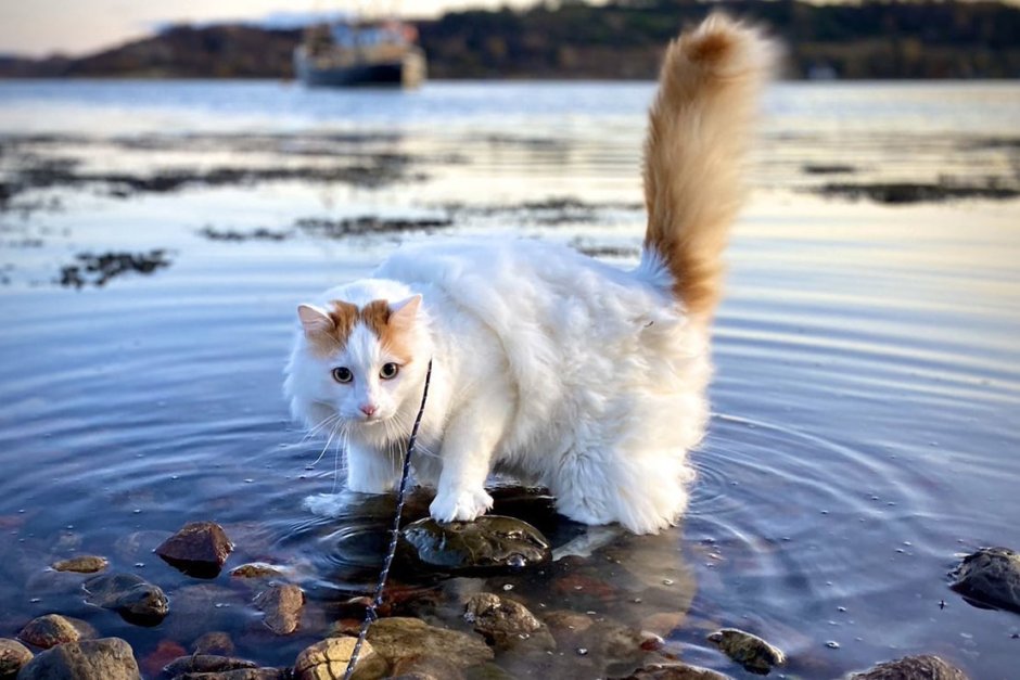 Турецкий Ванский кот