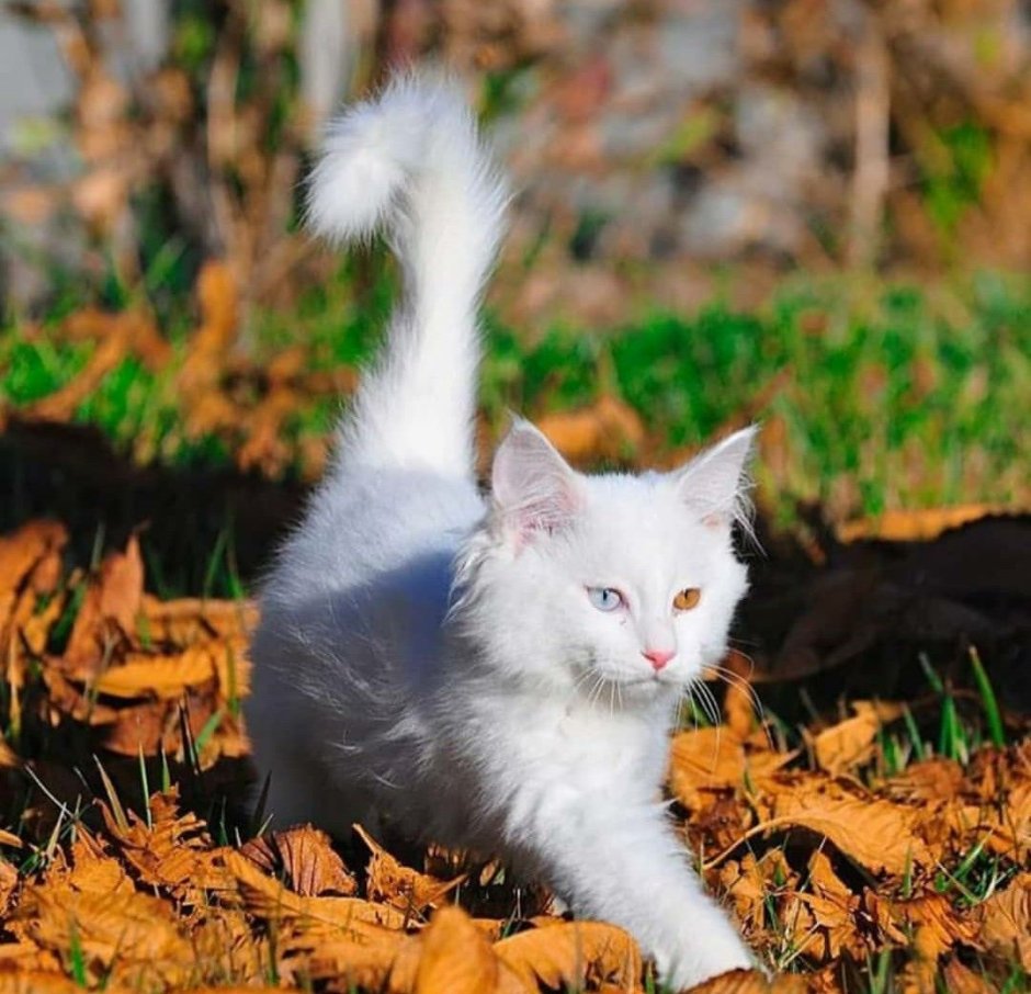 Турецкий Ван кошка