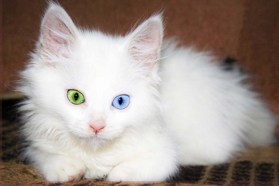 Van Kedisi van Cat
