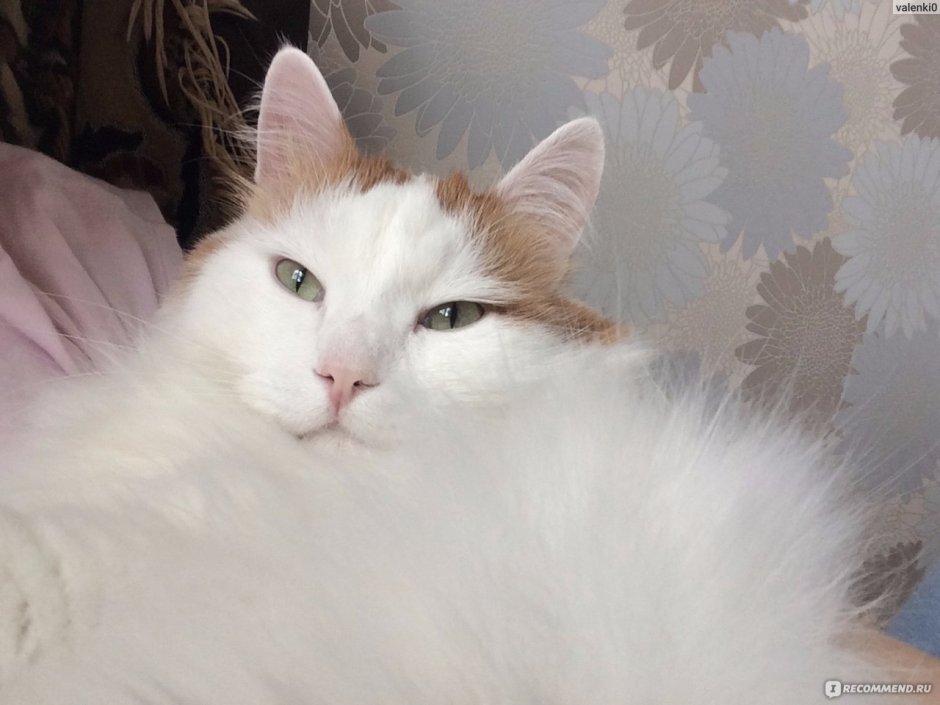 Ванский котенок
