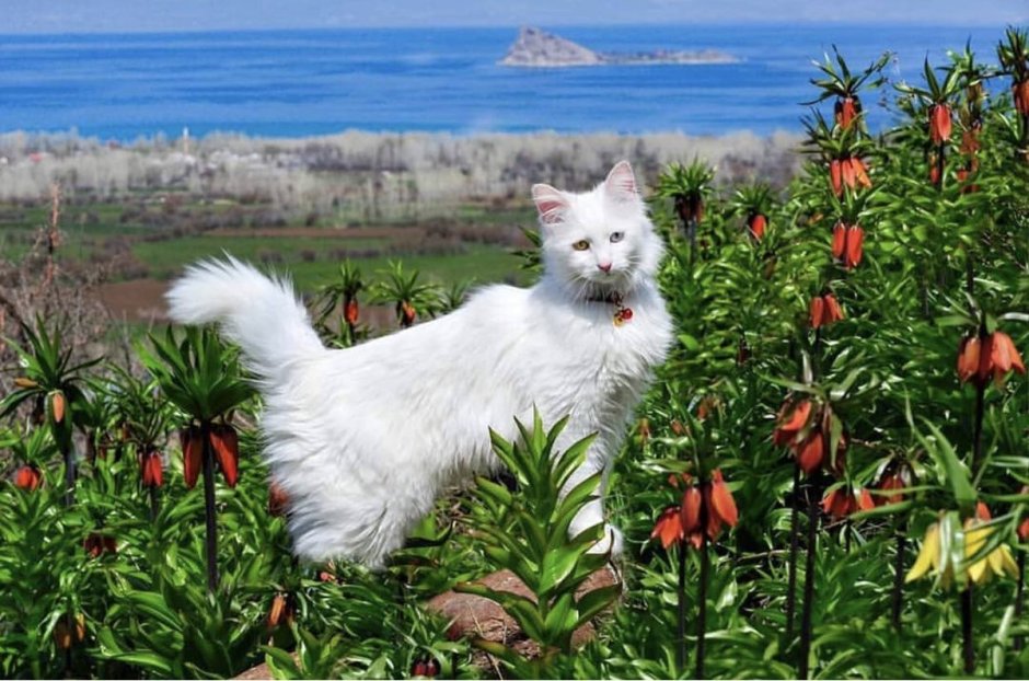Турецкая ангорская кошка