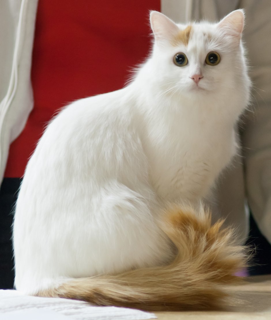Турецкая ангора кот
