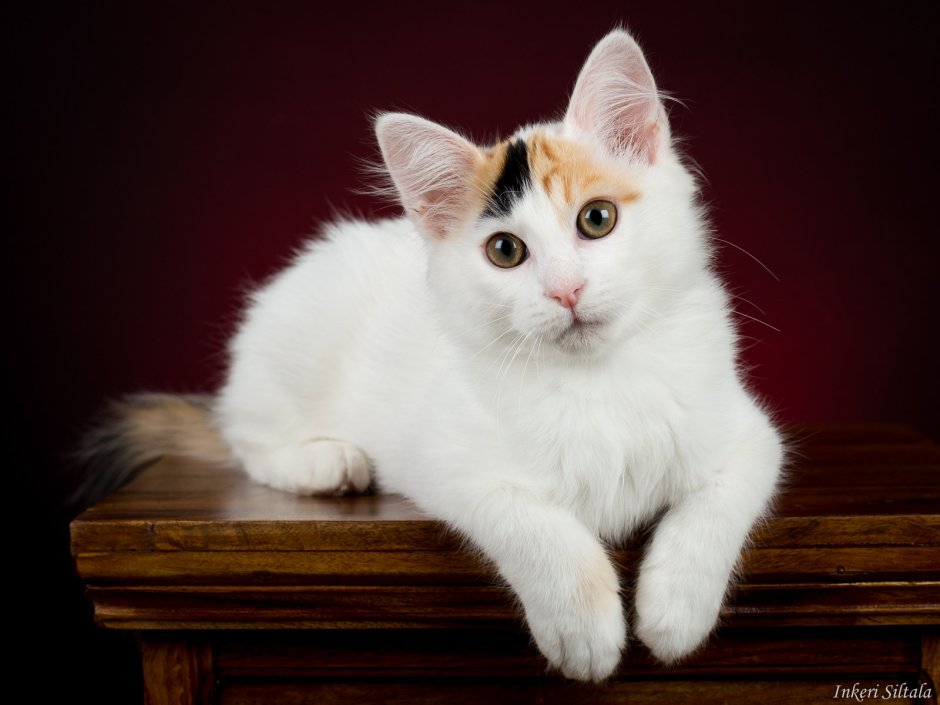 Турецкая Ванская кошка