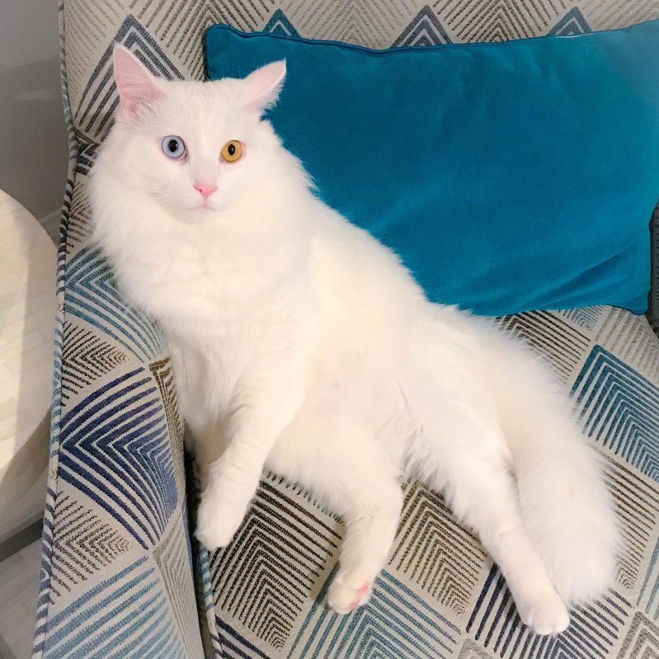 Рыжий турецкий ангорский кот