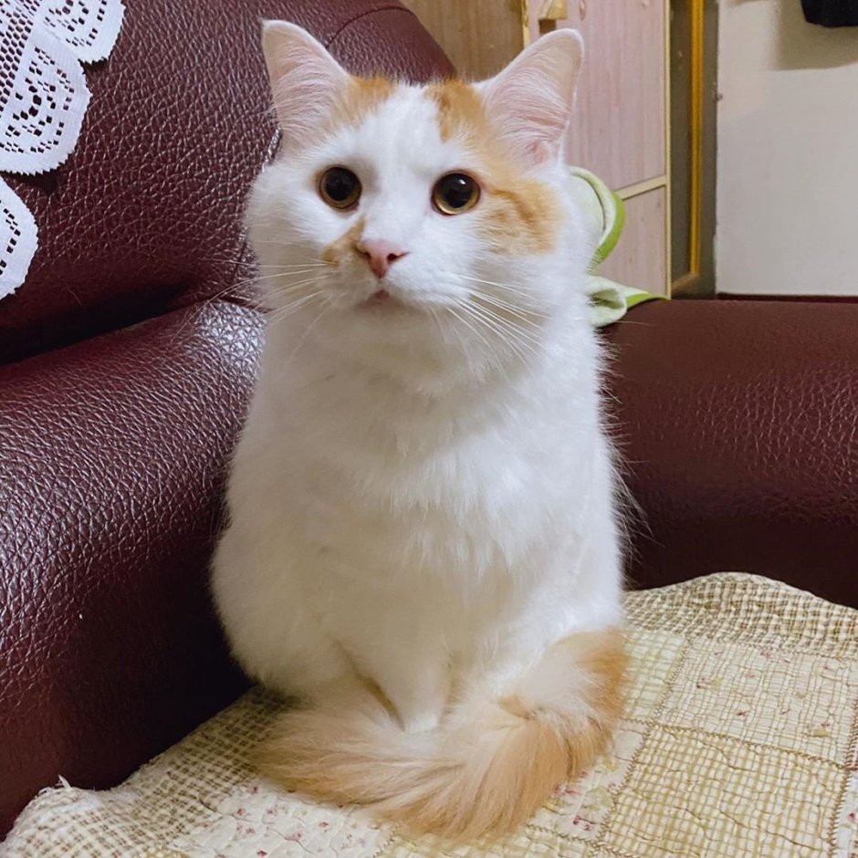 Турецкий Ван длинношёрстный котенок
