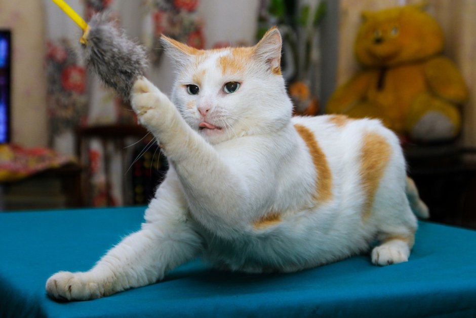 Турецкая кошка с разными глазами