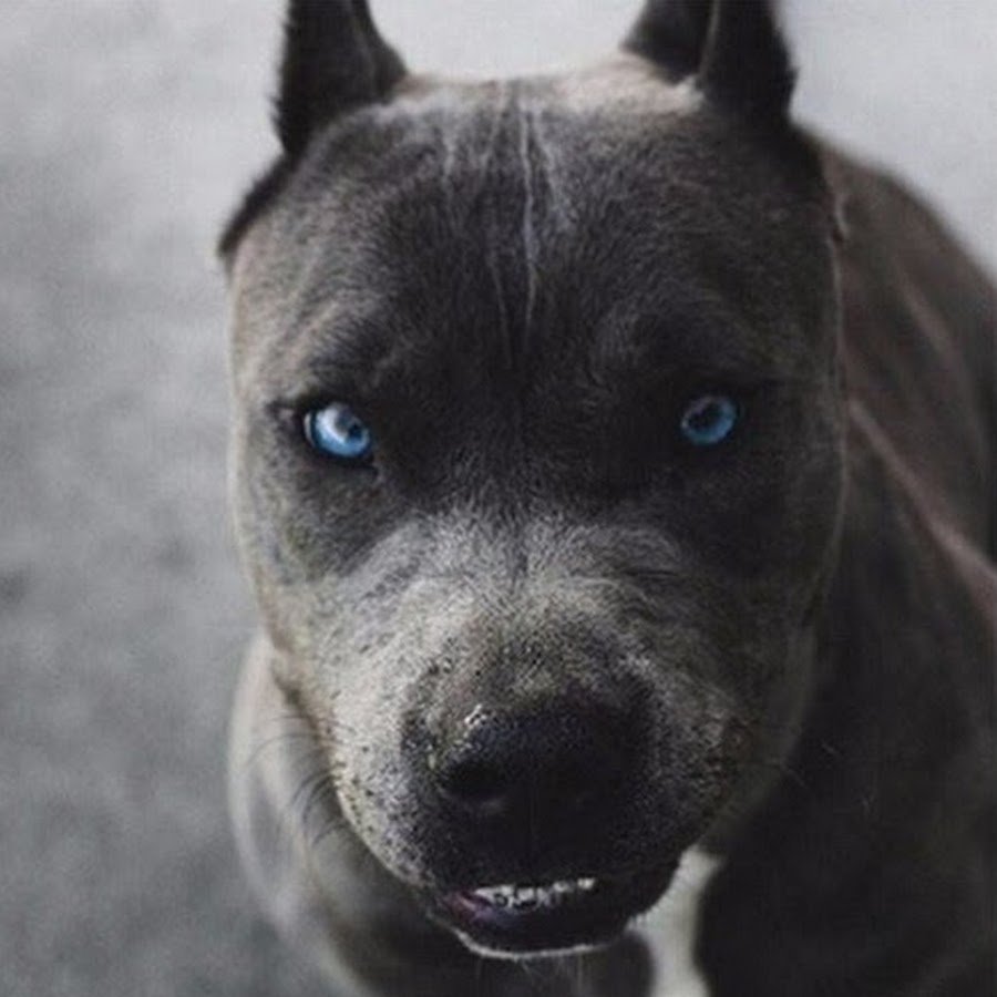 Питбуль Прага черный