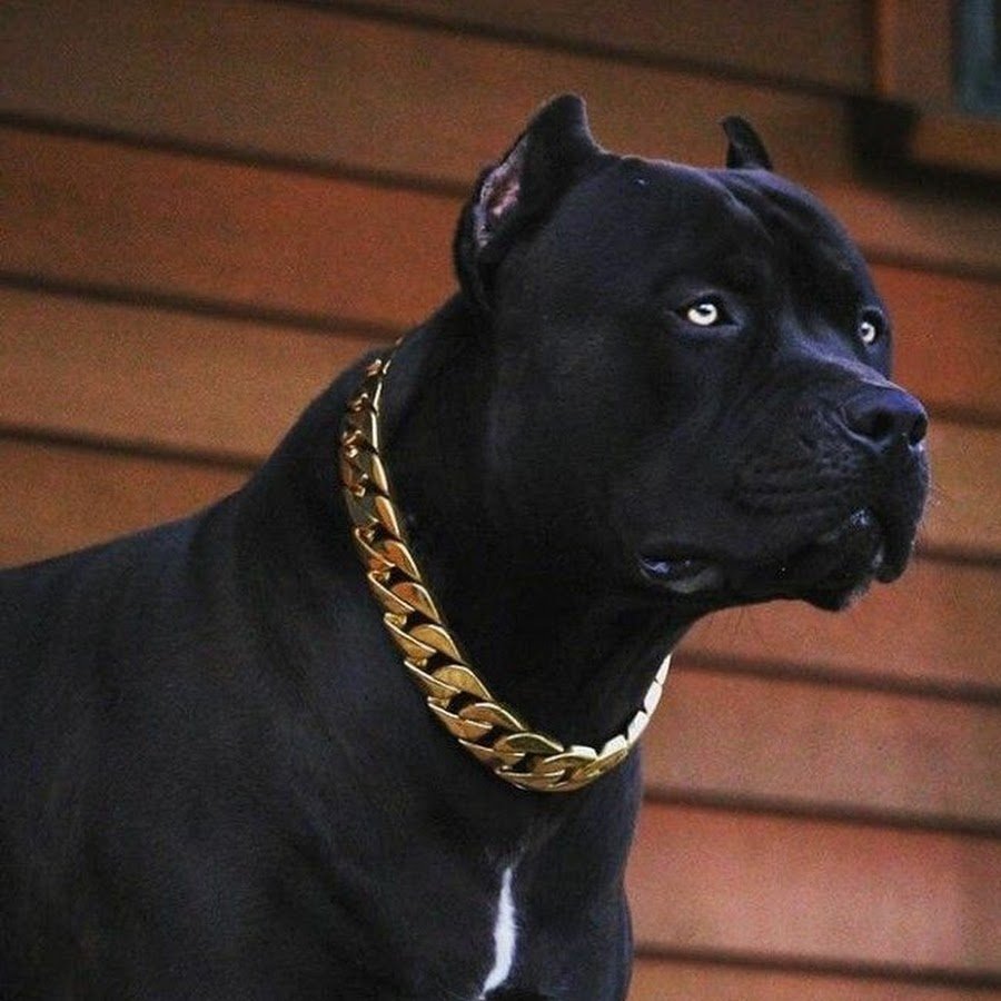 Американский пит стафф терьер