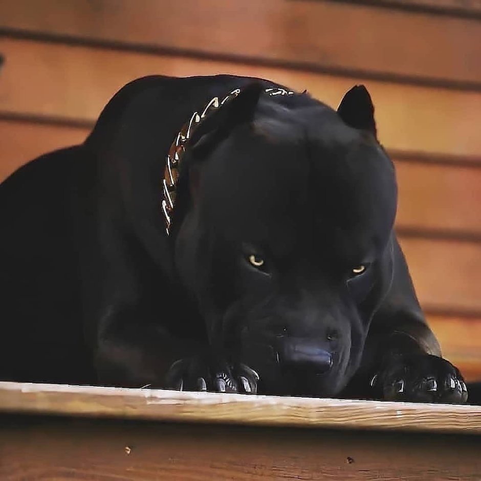 Питбуль черный бриллиант