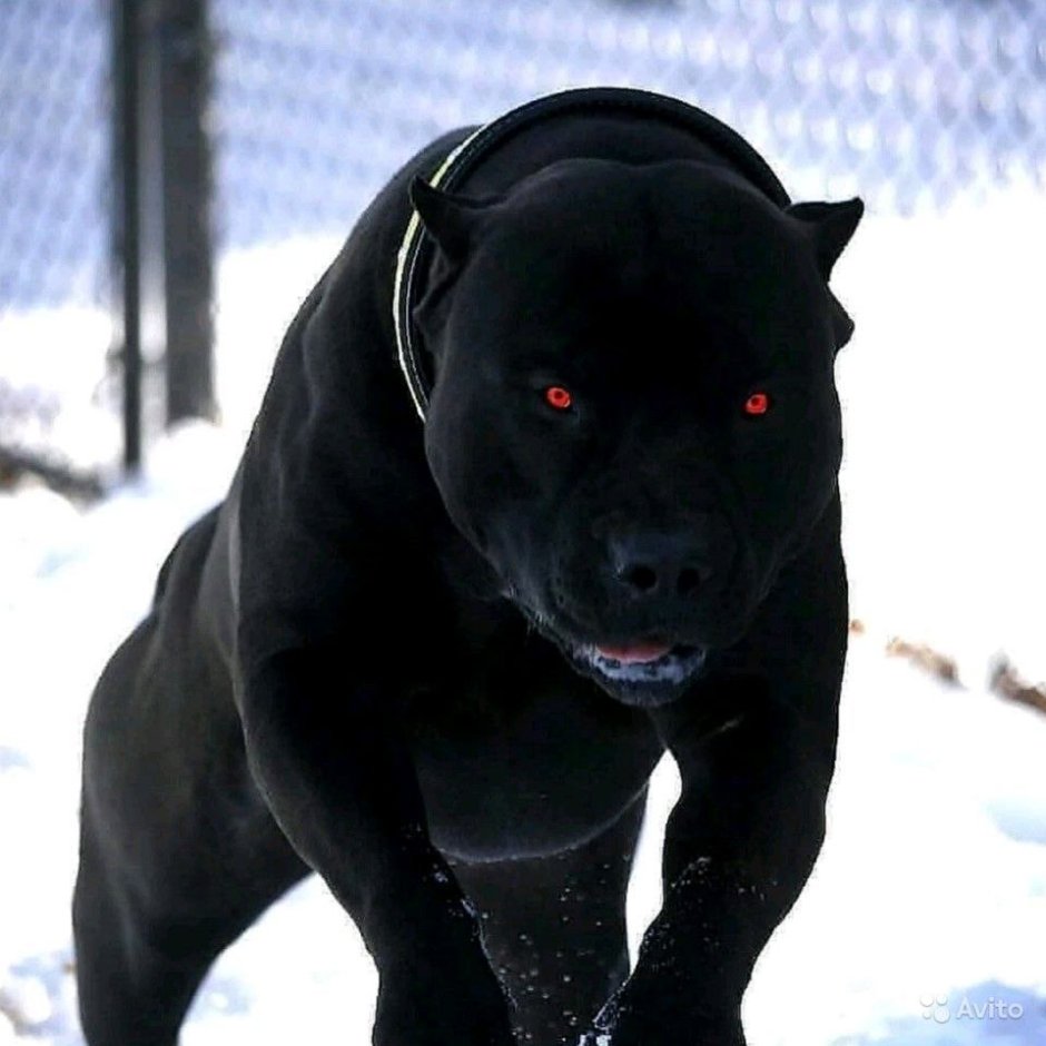Американский питбультерьер черный злой
