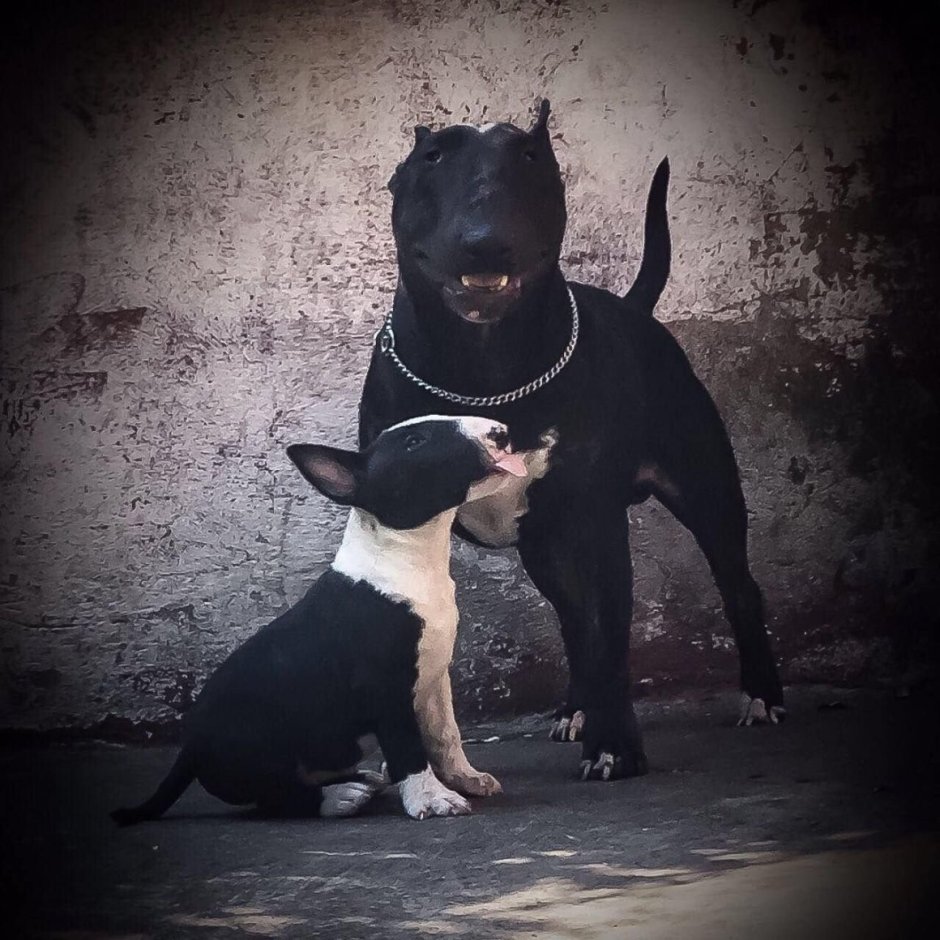 Агрессивный Доберман