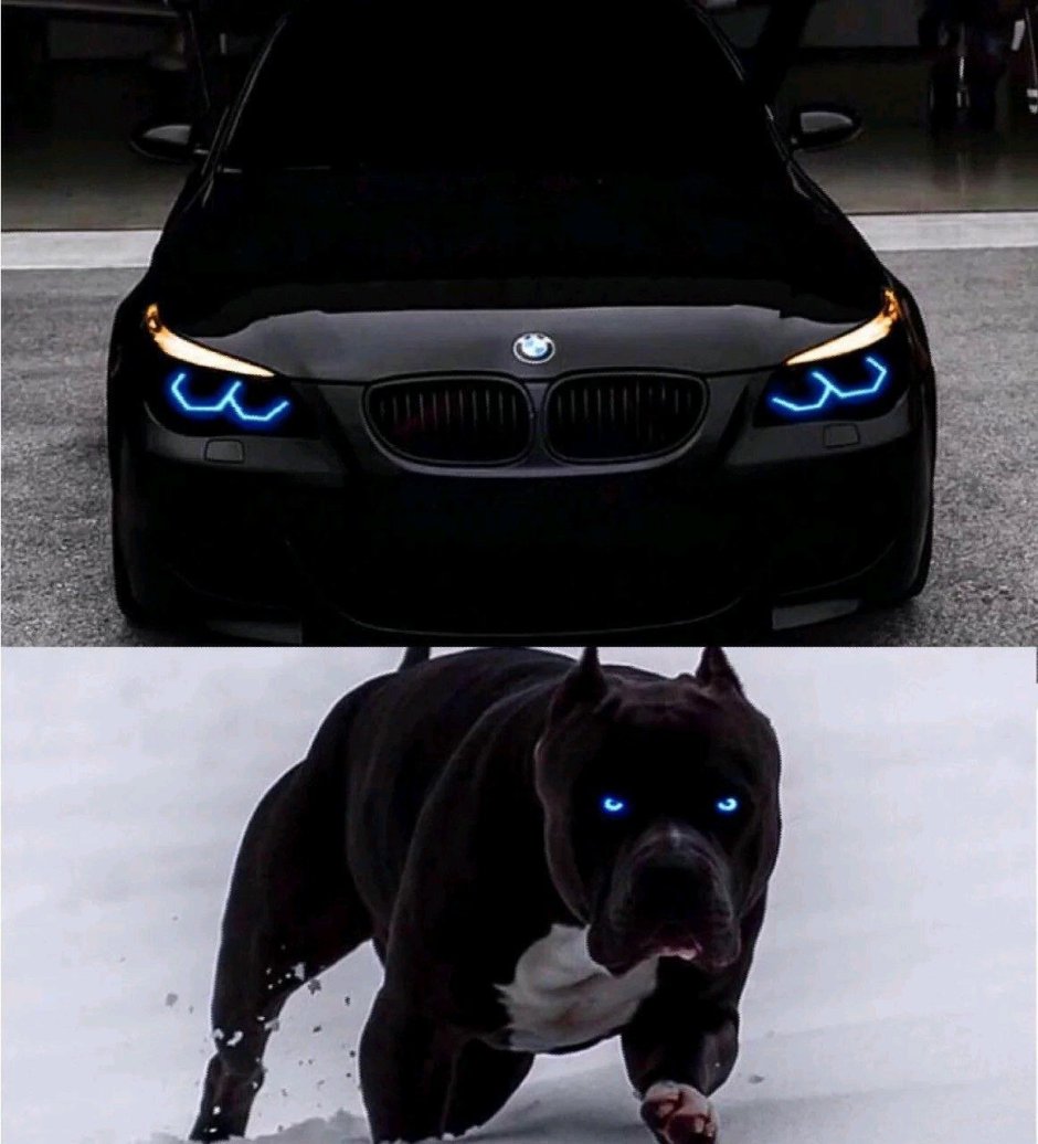 Парень с питбулем