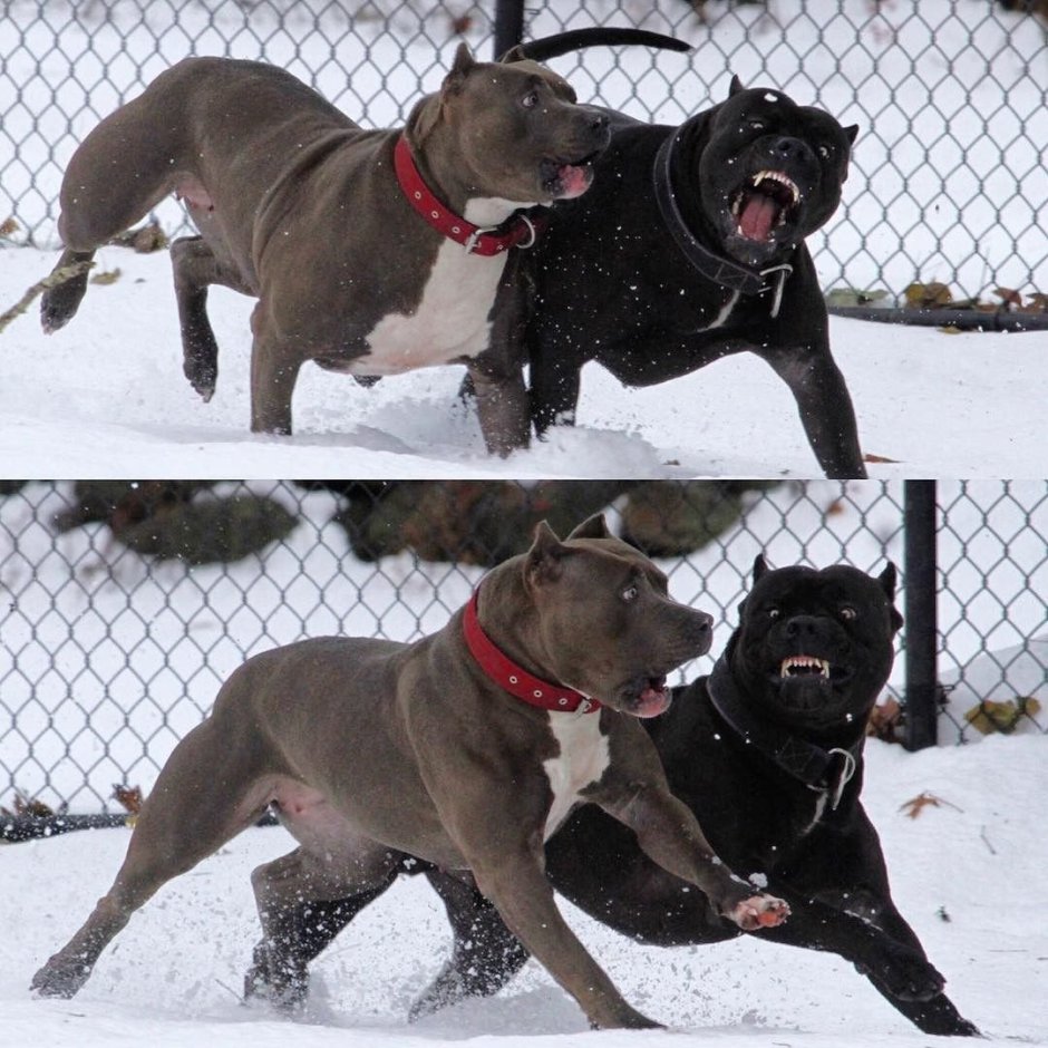 Метис Кане Корсо