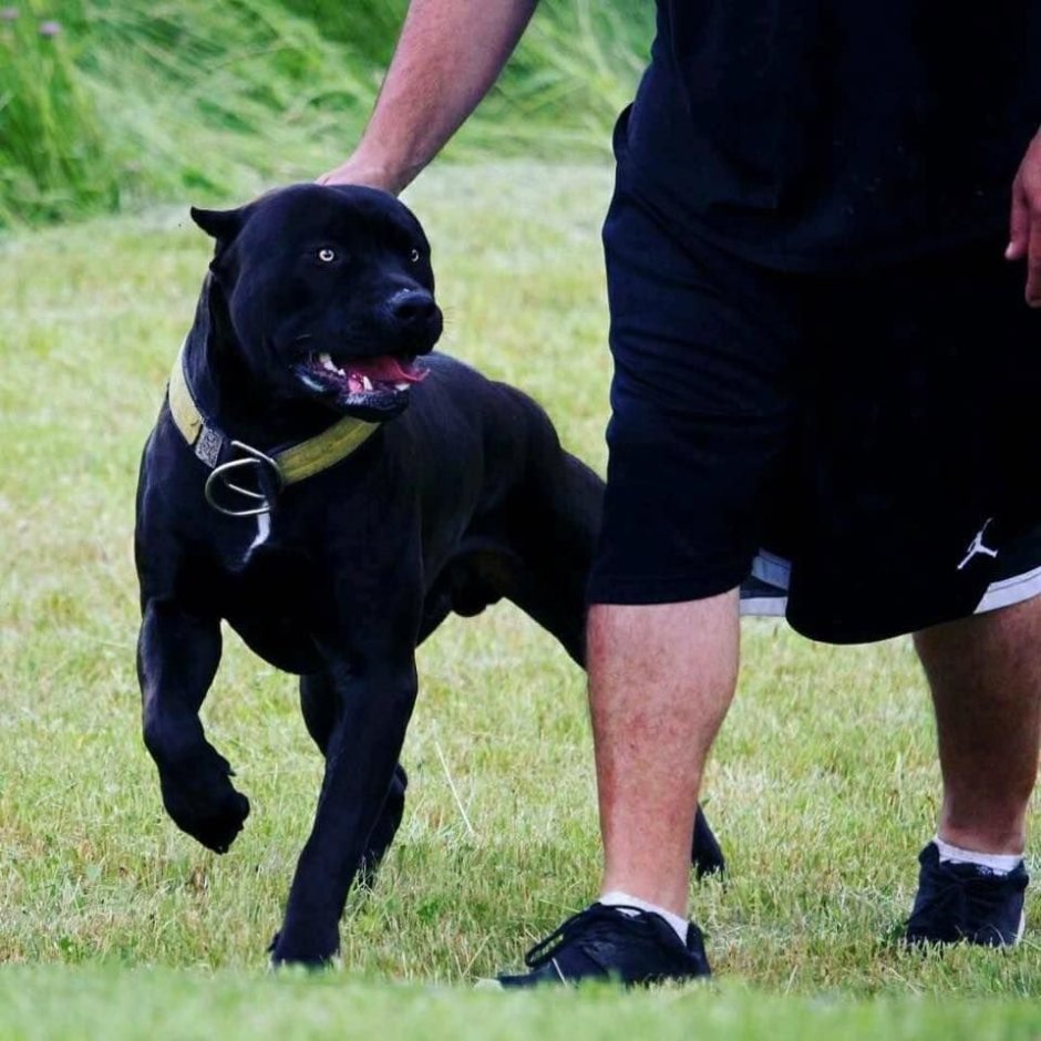 Питбуль черный