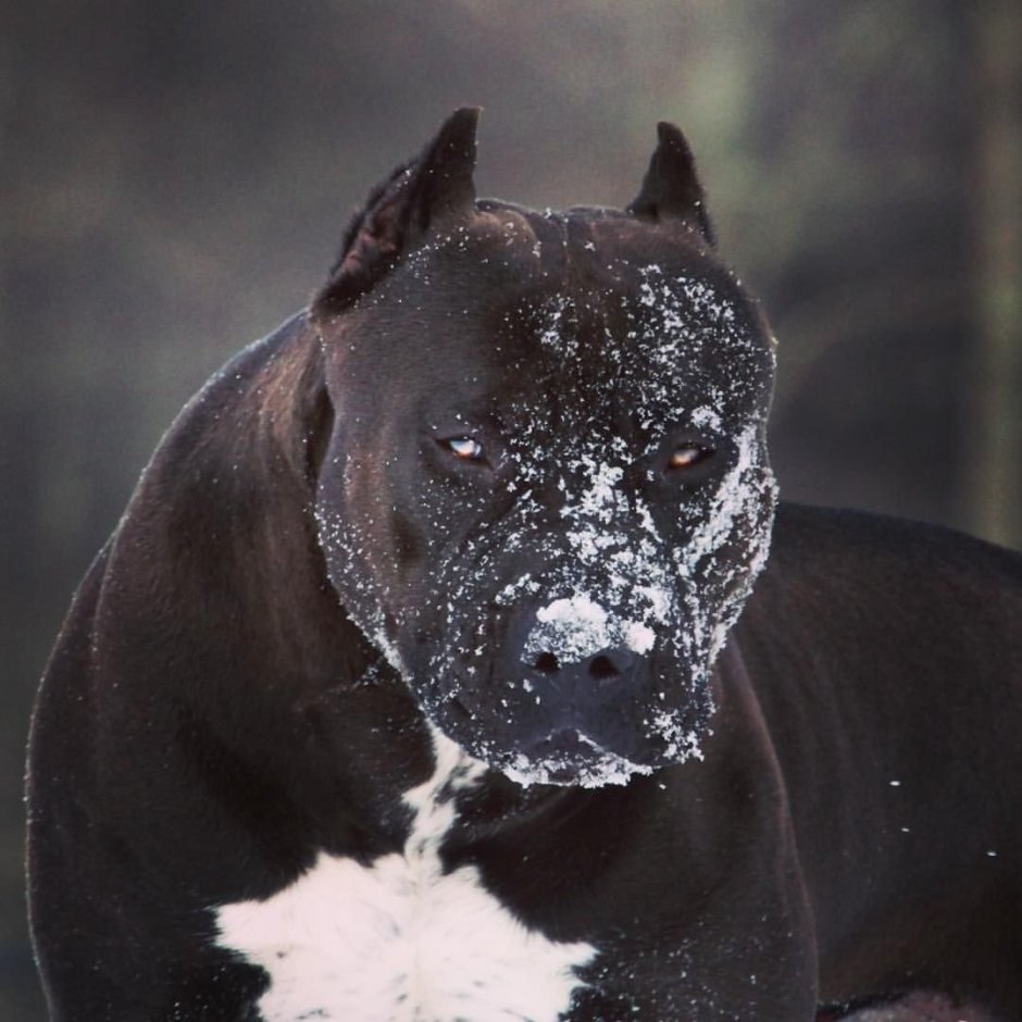 Стаффордширский терьер серый с голубыми