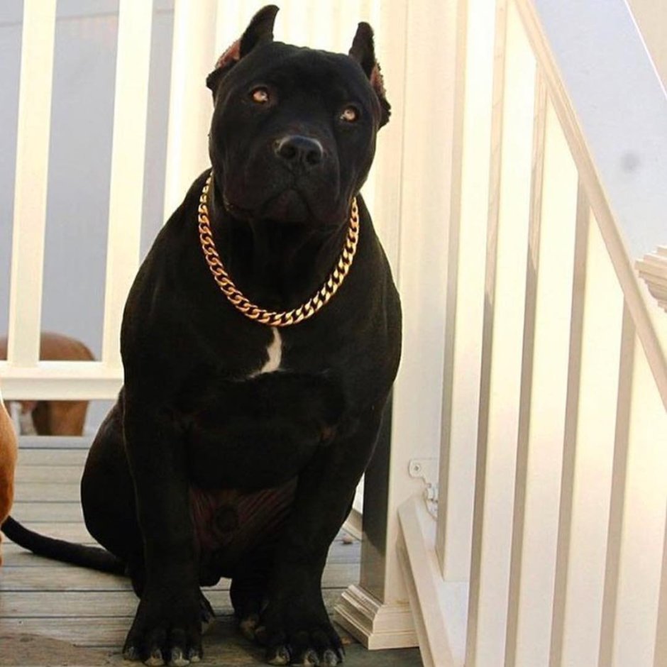 Доберман гуччи