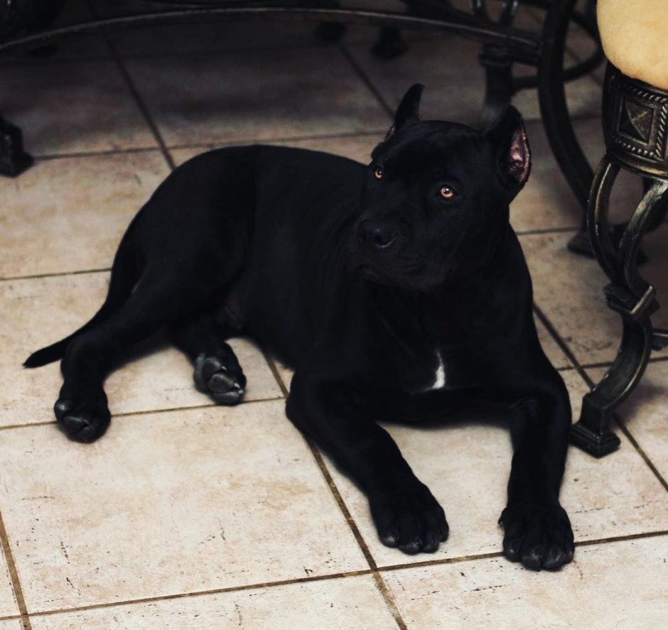 Американский стаффордширский терьер черный