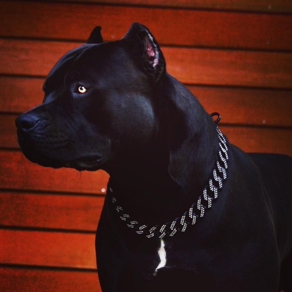 Стаффордширский терьер оскал