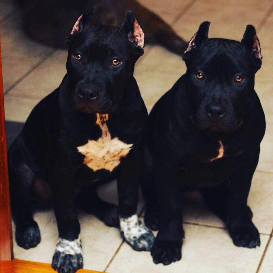 Собака стаффордширский терьер