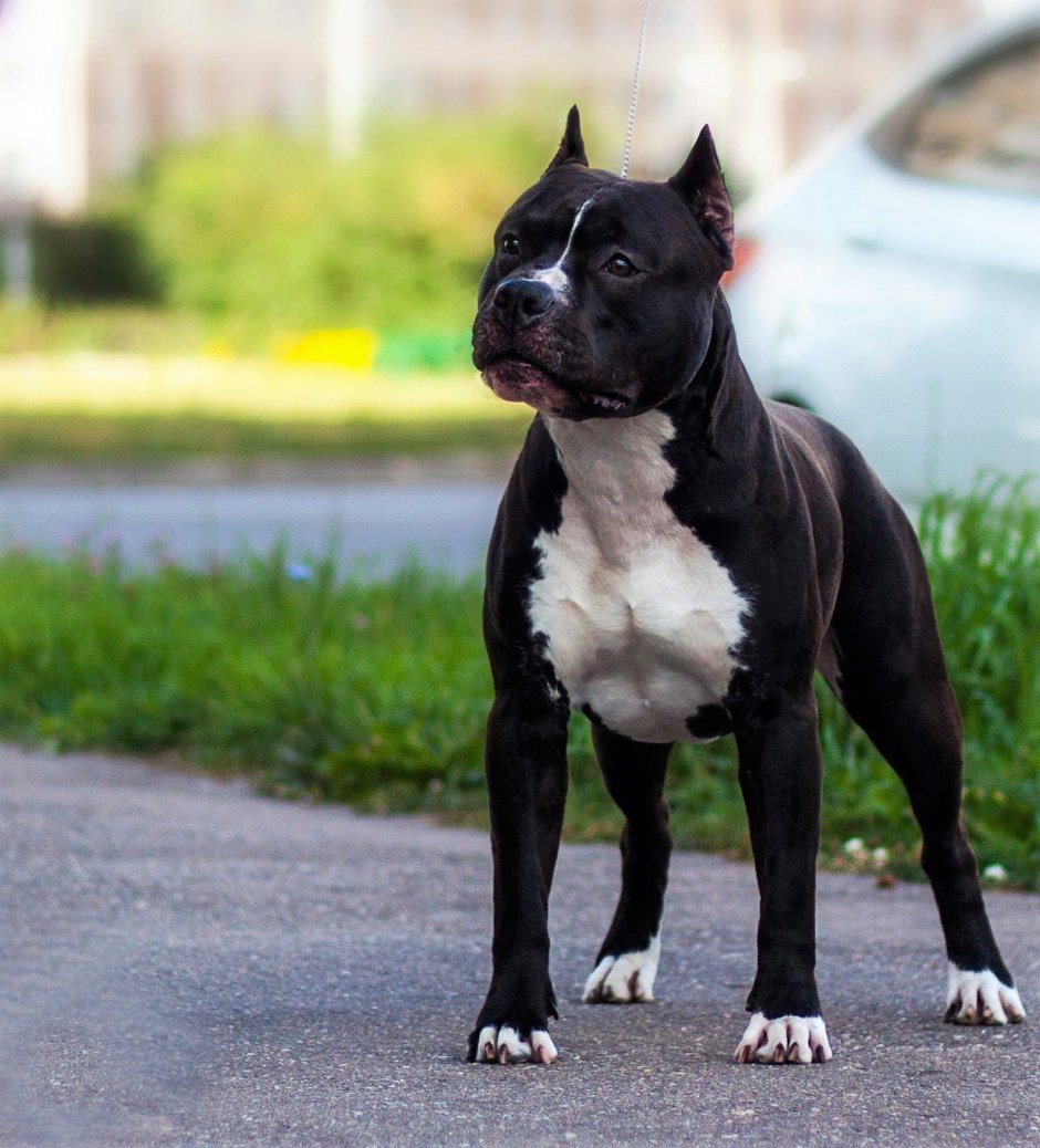 Питбуль и Стаффорд отличия