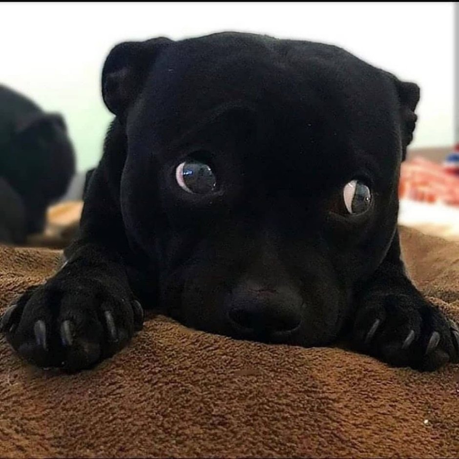 Питбуль на черном фоне